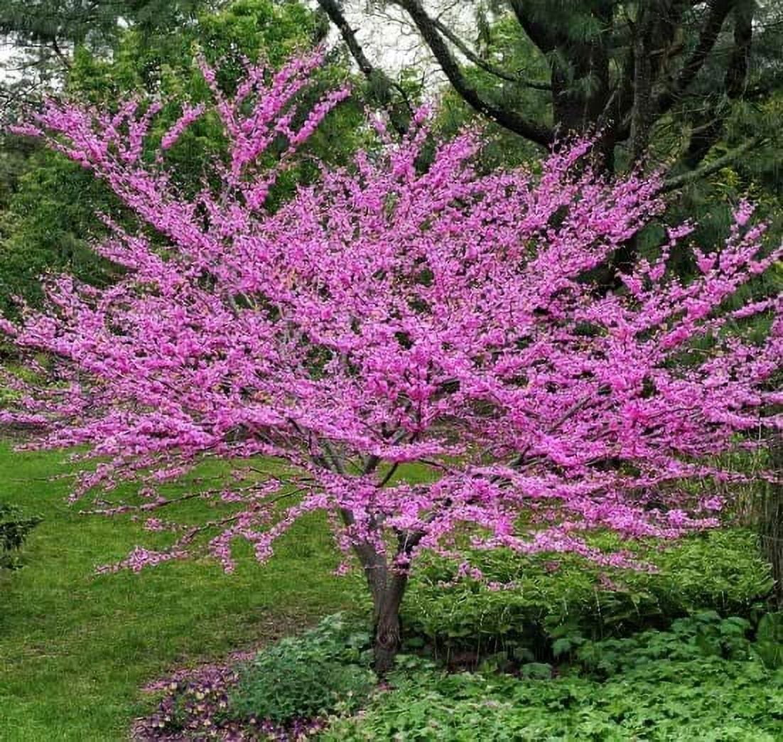 Eastern Redbud Tree Seedlings for Planting - Amazing Pink Spring Flowers - No Ship to California (3 Seedlings)
