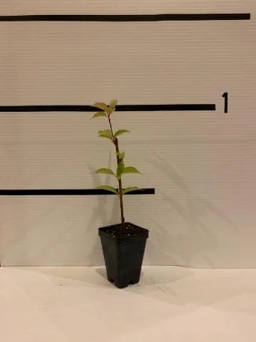 Weeping Cherry Tree 6-12