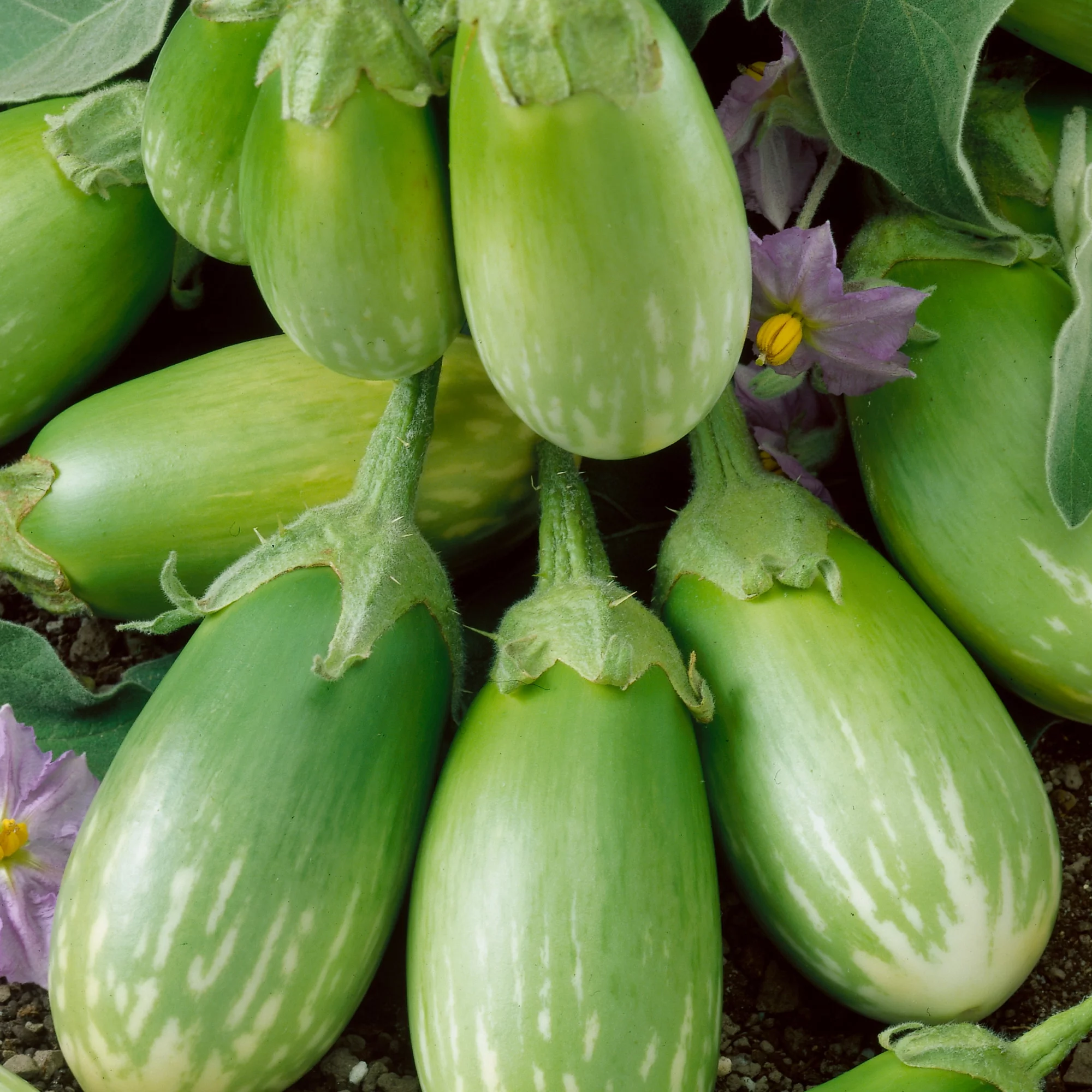 Masego Eggplant Seeds - 2 g Packet ~450 Seeds - Non-GMO, Heirloom - Vegetable Garden - Solanum melongena