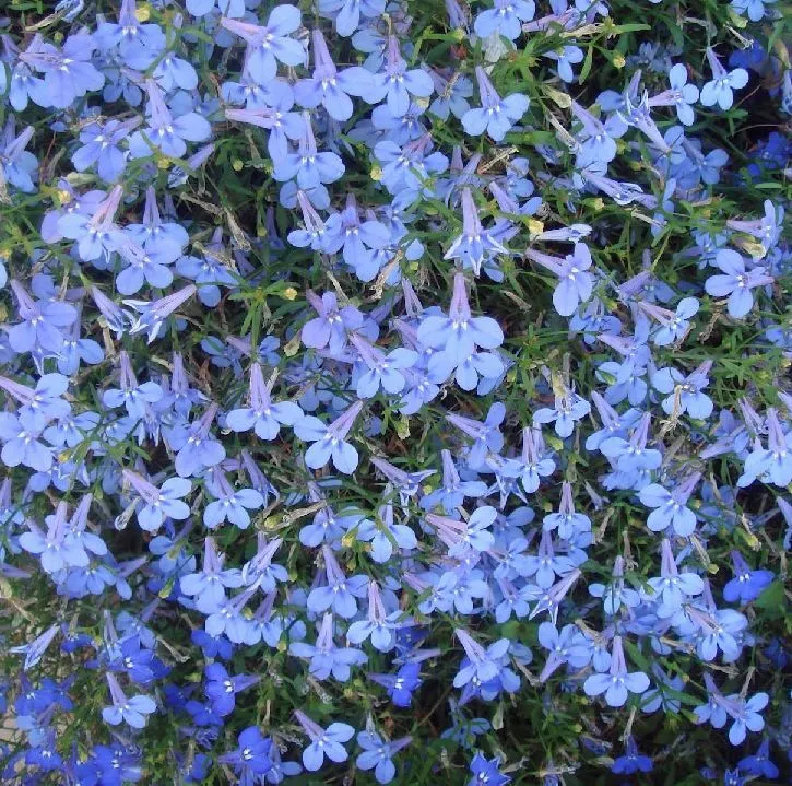 500 Seeds Lobelia Cascade B120-B122 Beautiful Ground Cover k Garden, B121 White Lady