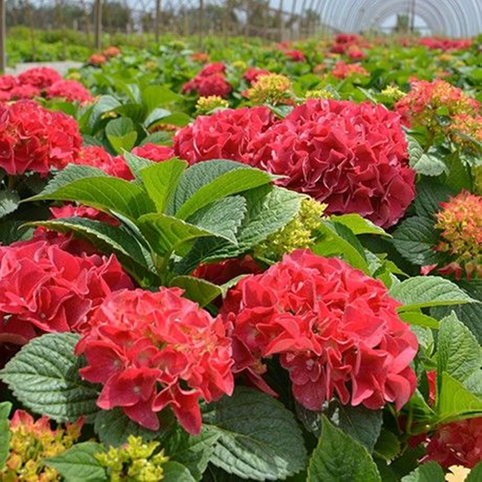 Hydrangea Bulbs, Perennial Flowers, Potted Plants, Gardening Enthusiasts,Hydrangea Bulbs For Sale