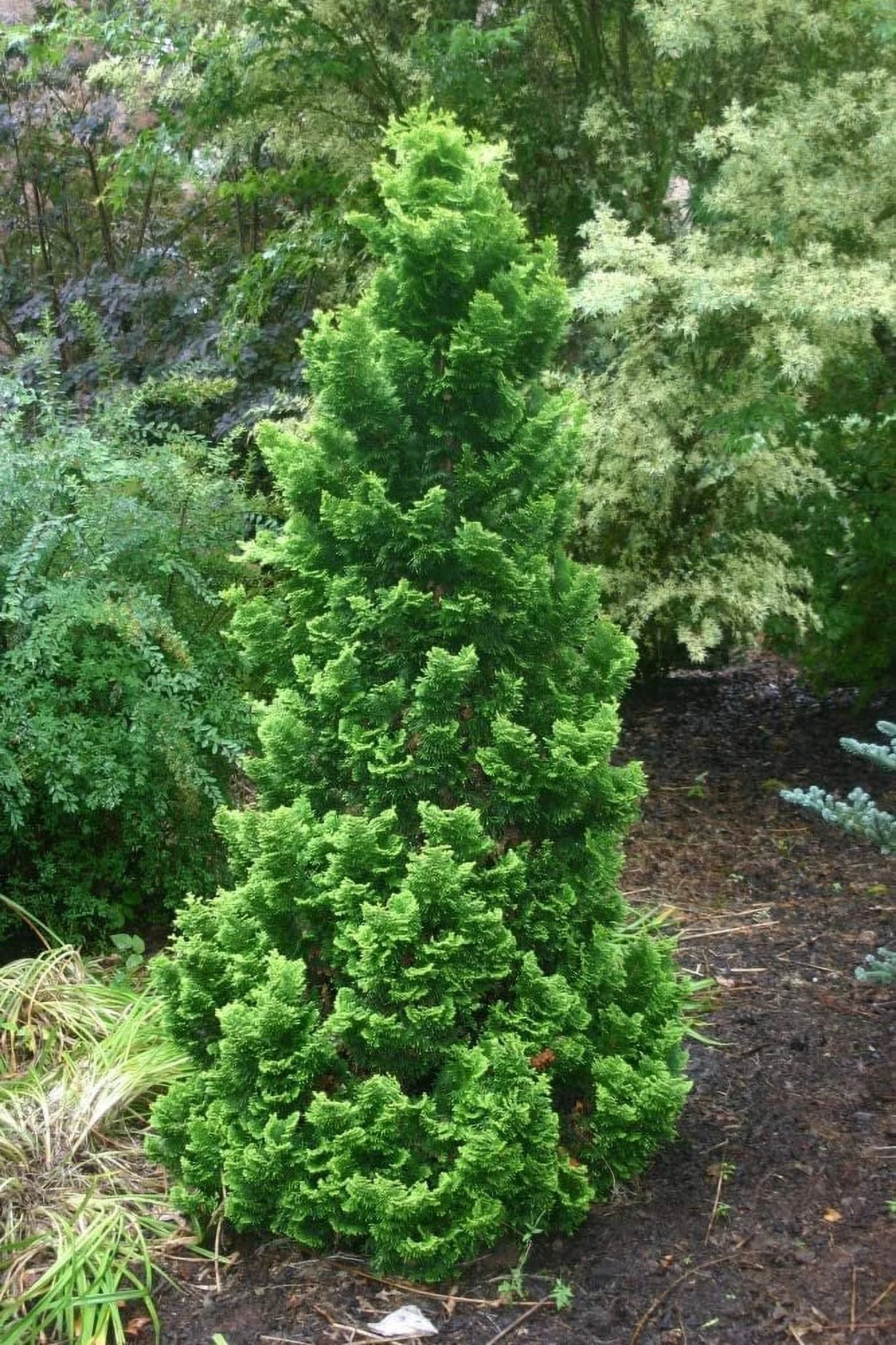 Dwarf Hinoki Cypress Shrub, Chamaecyparis Obtusa, Nana - False Cypress, 4 Inch Pot