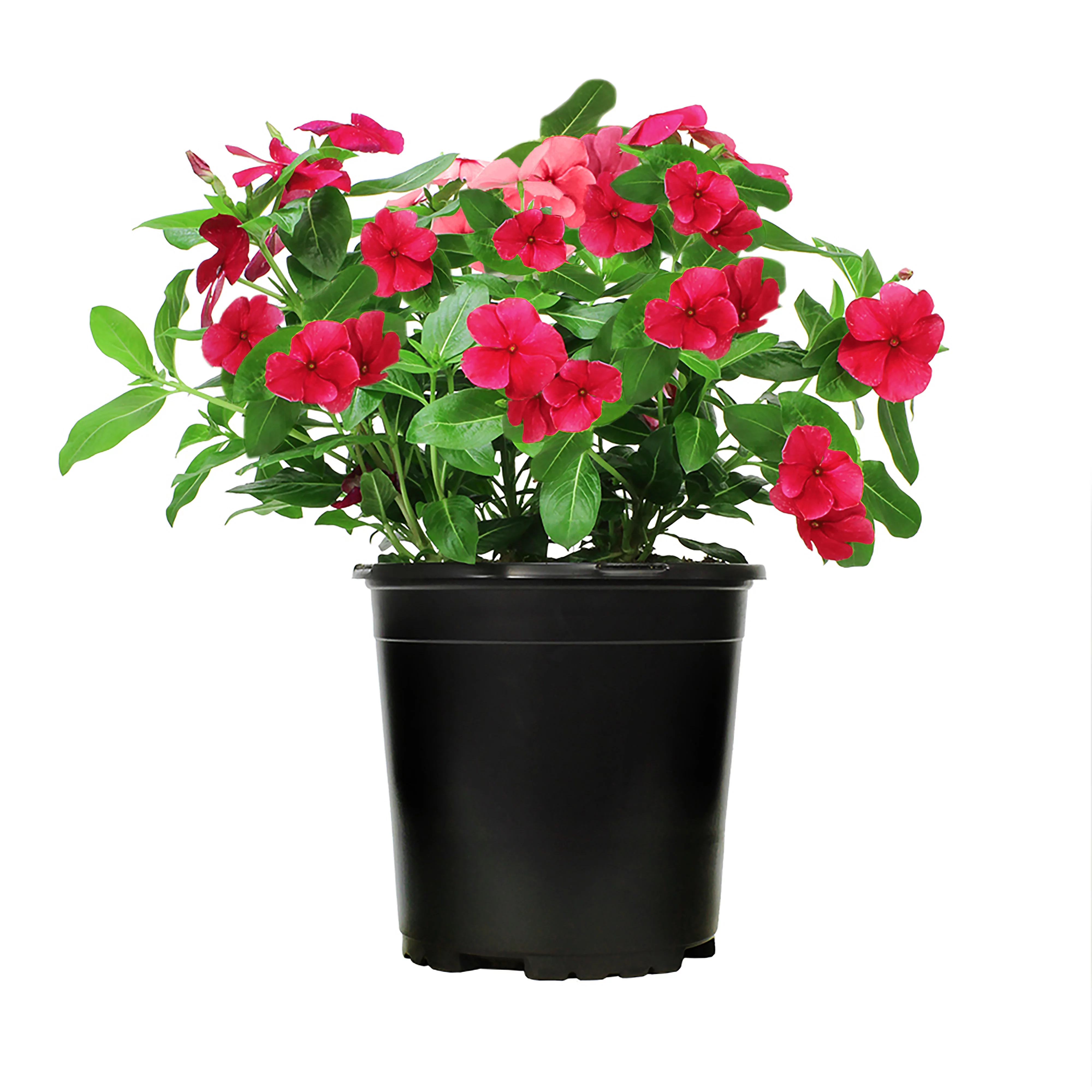 Expert Gardener 2QT Vinca Live Plant Sun