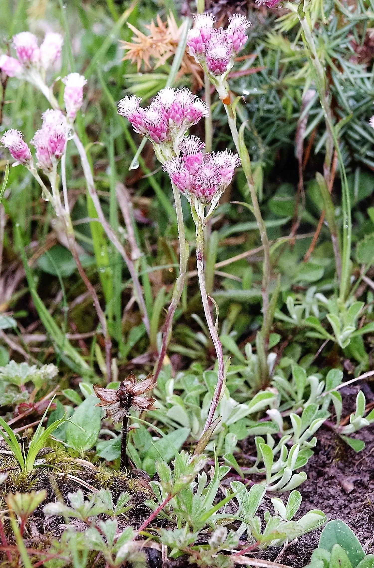 20 RED PUSSYTOES Pink RedTinted Antennaria Dioica Rubra Everlasting Flower Seeds