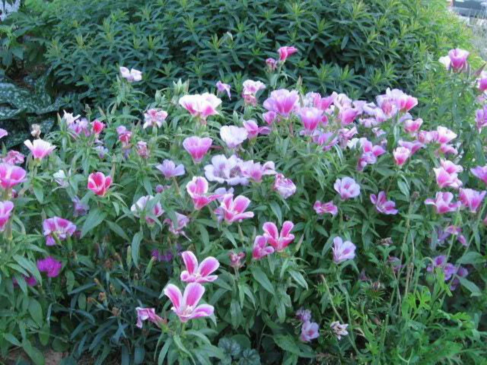 500 MIXED COLORS GODETIA Clarkia Amoena Flower Seeds