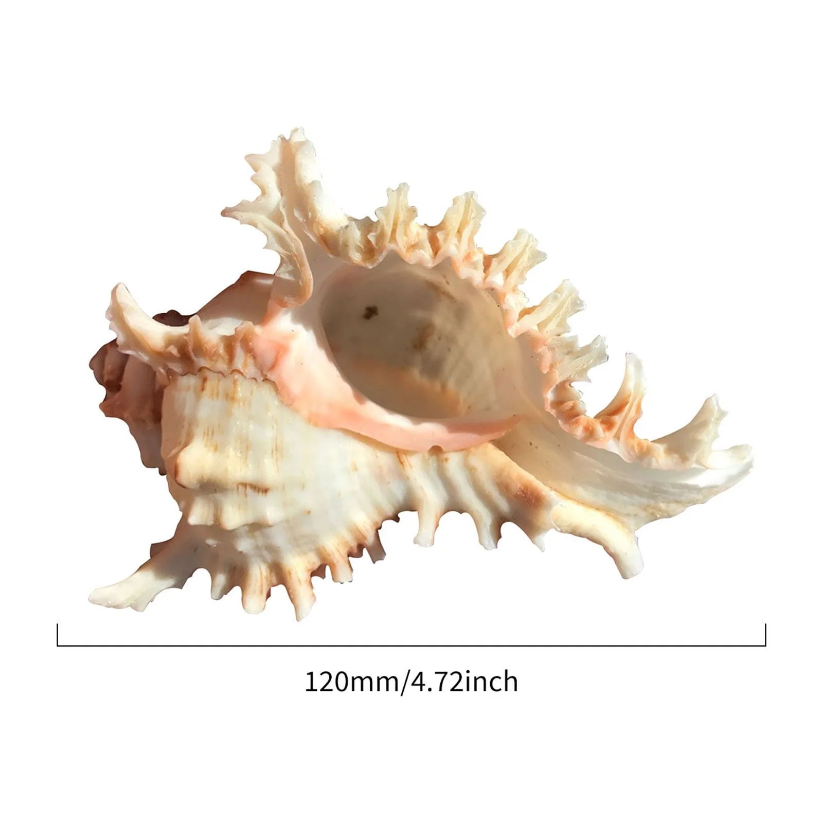 SunyaMood Sea Shell Plant Pots Natural Conch Air Plant Holder Seashell for Display