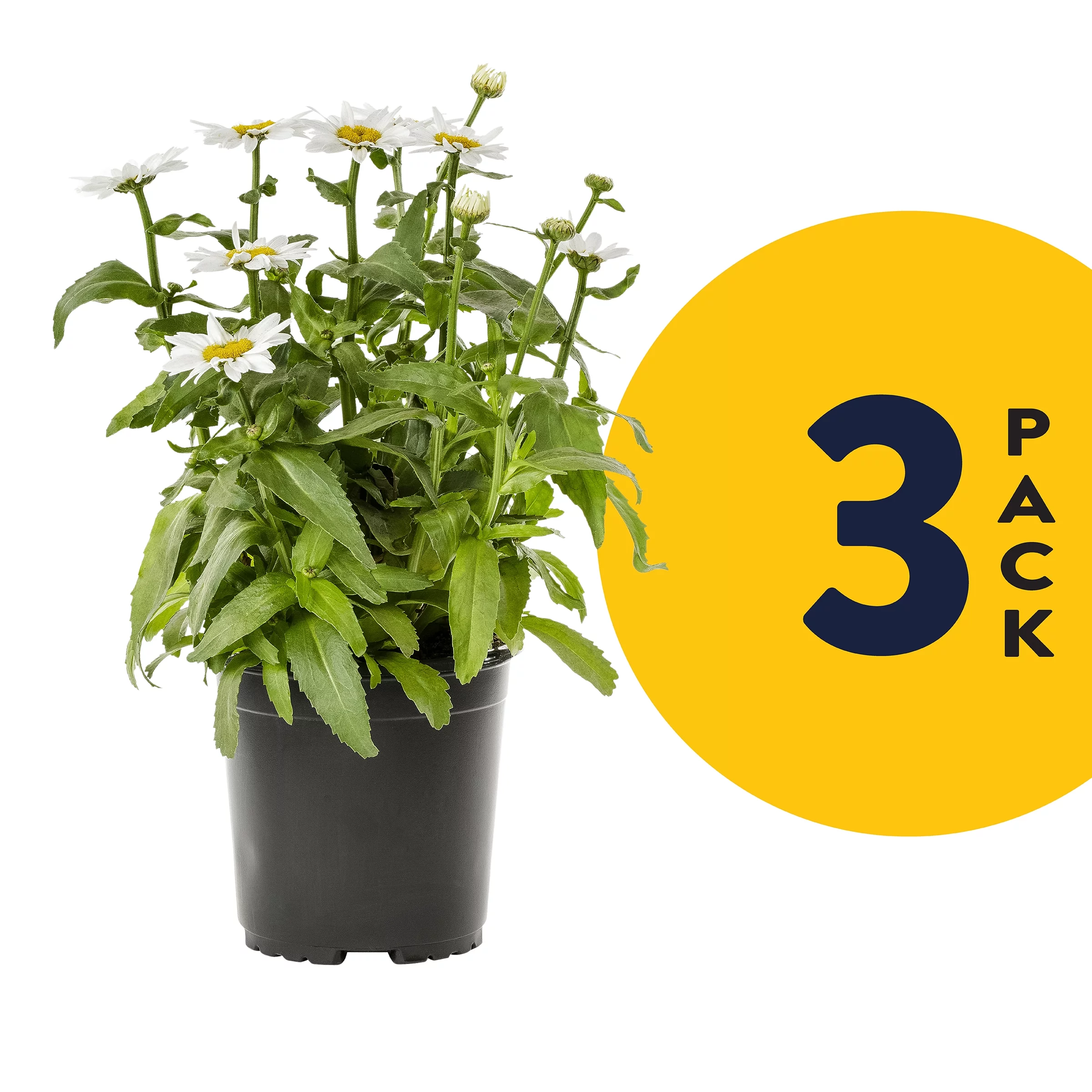 Expert Gardener 2.5QT White Leucanthemum Shasta Daisy Live Perennial Full Sun (3 Pack)