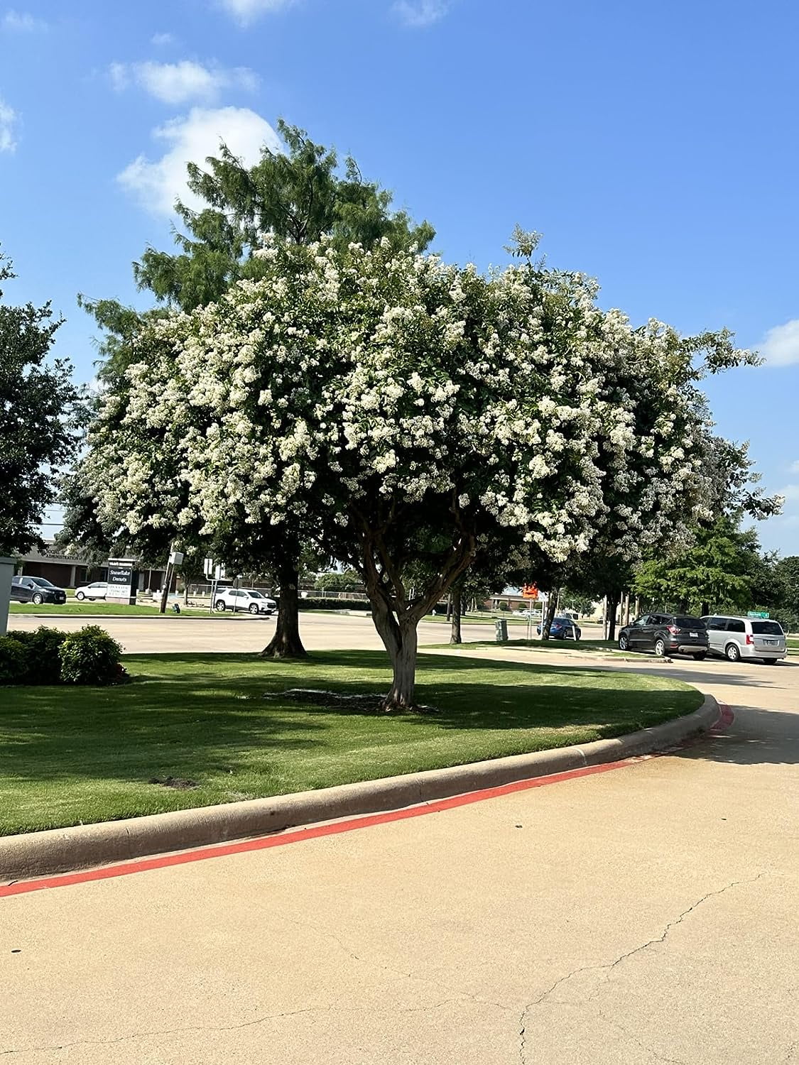 6 Pack - Natchez (White) Crape Myrtle Trees