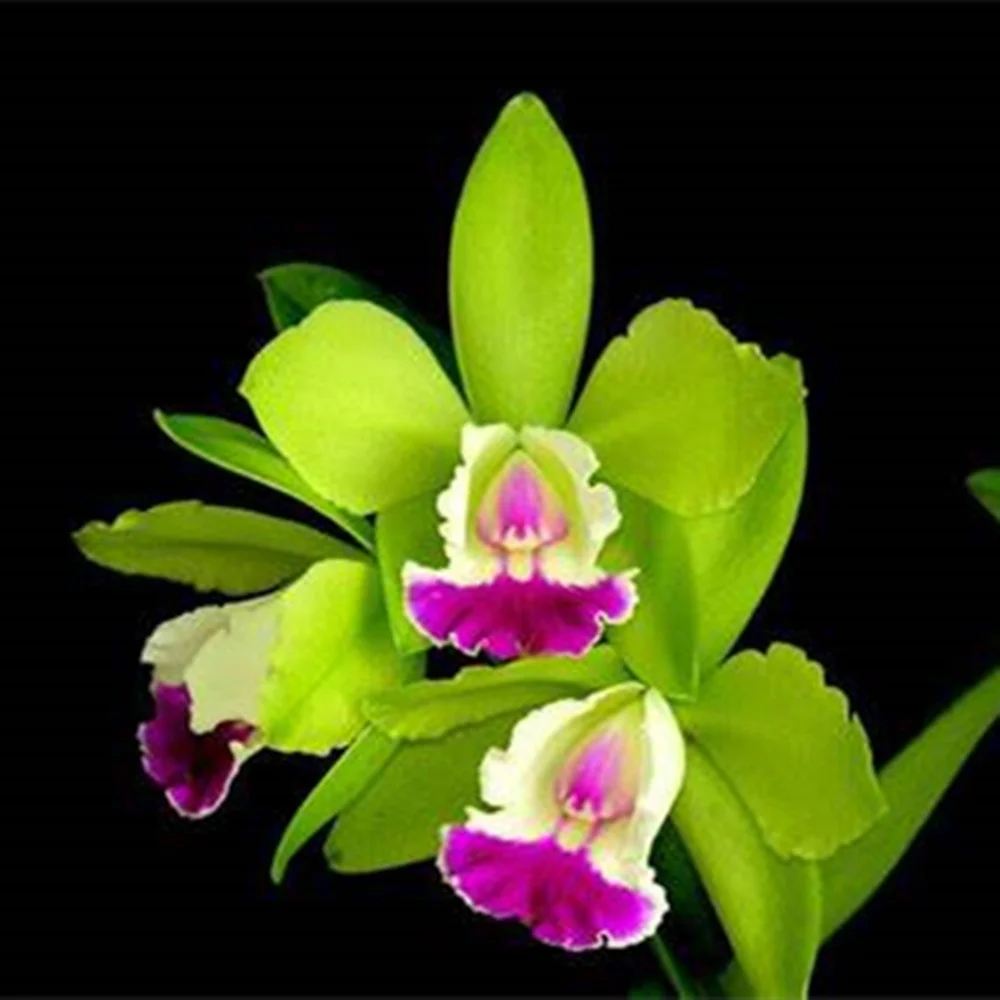 5 Bulbs Cymbidium Bulbs  Professional  Simple to Grow Fall or Spring Surprise Pots to Grow Indoor or Outdoor (Cymbidium for Planting)