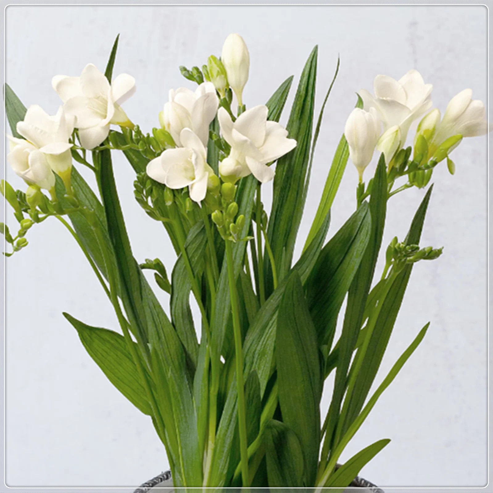 Freesia Bulbs, Beautiful Flower Shapes, Bulbous Flowers, Blooming All Year Round, Strong Fragrance,Freesia Bulbs Fragrant，Freesia Plant，Freesia Bulbs For Sale