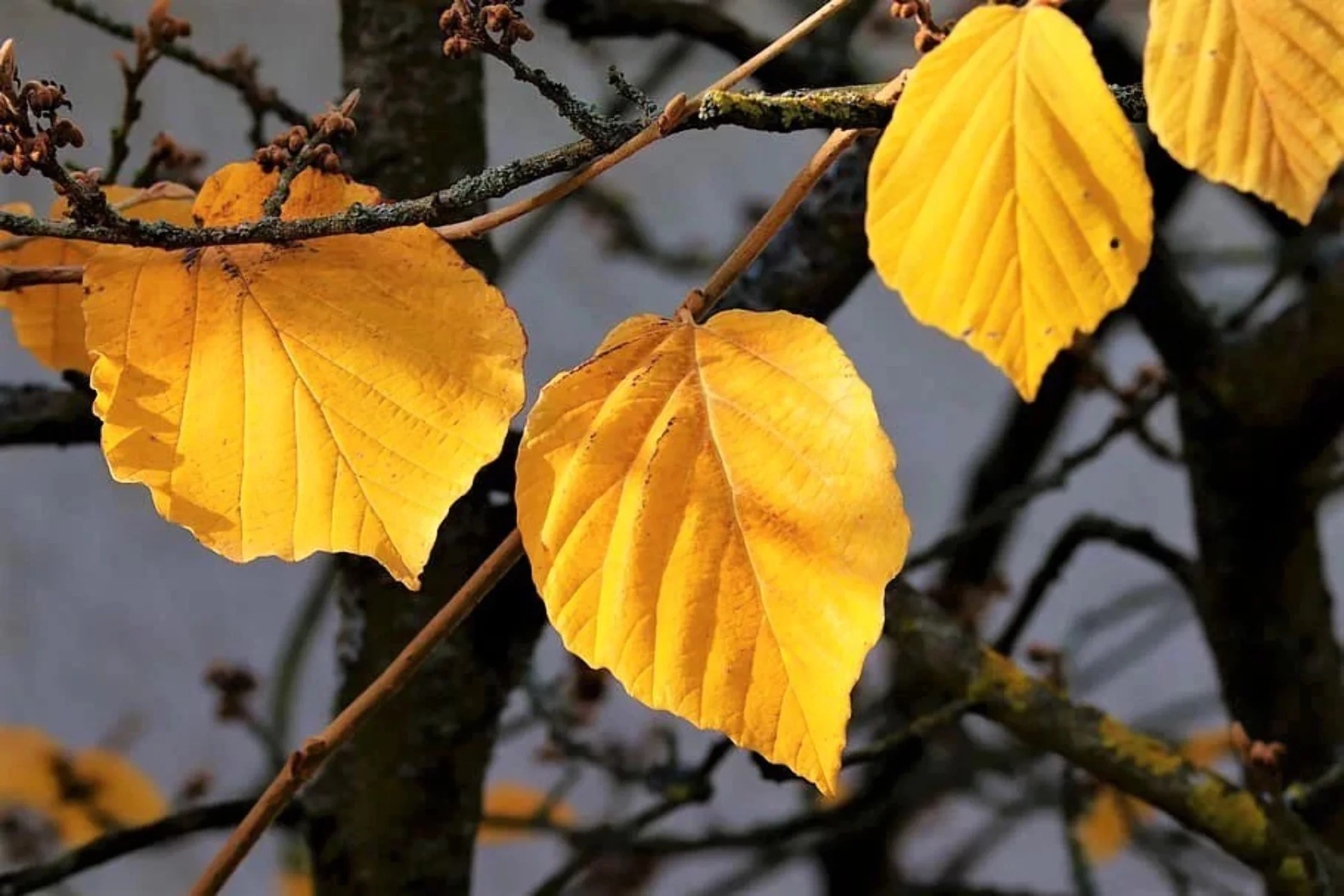 25 American WITCH HAZEL Hamamelis Virginiana Alder Shrub Tree Yellow Flower Seeds