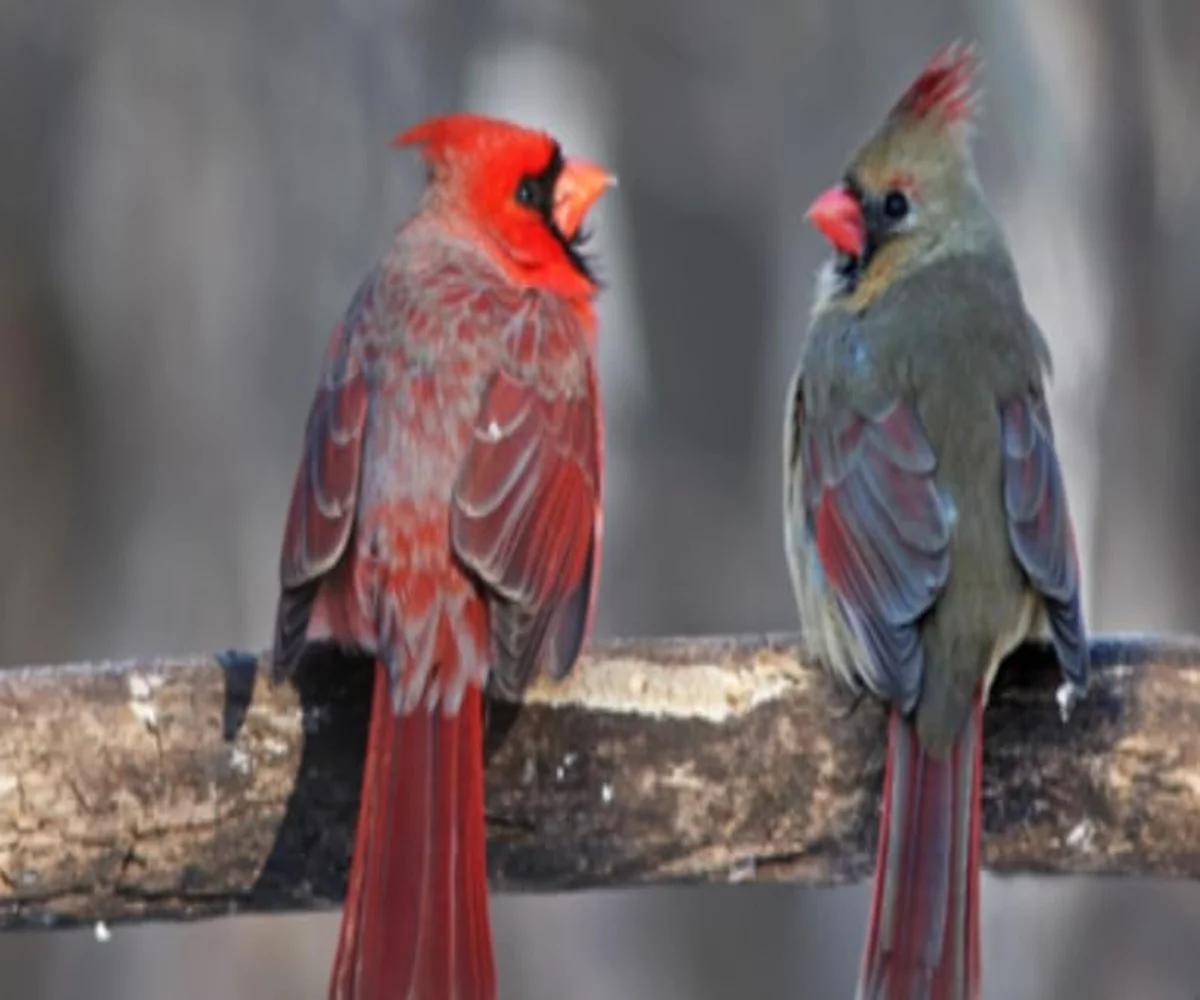 Volkman Avian Science Cockatiel No Sunflower Seeds 4-Pounds Resealable