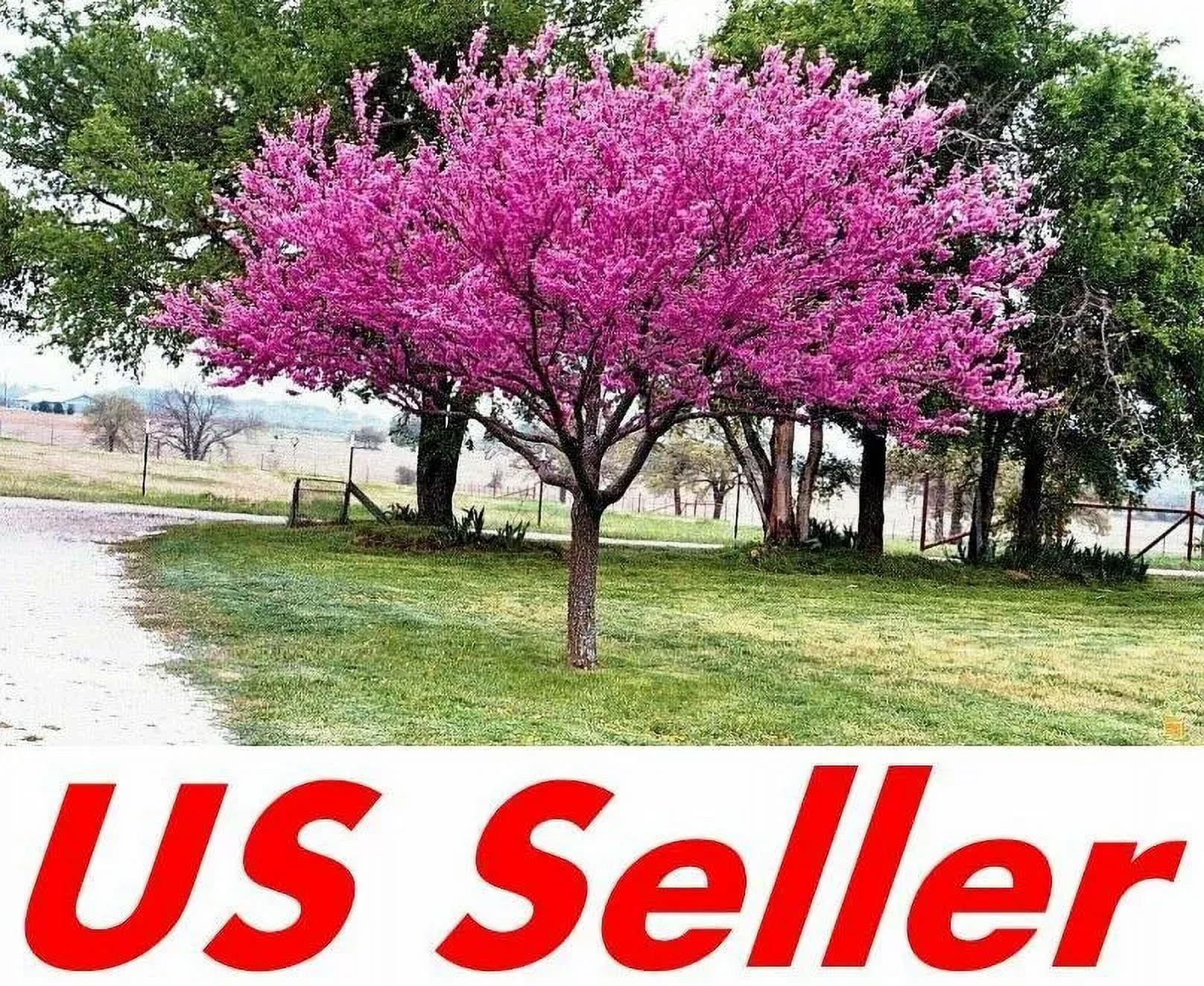 Cercis Canadensis, Eastern Redbud Cold Hardy Flowering Tree 25/50/75 Seeds T81, 75
