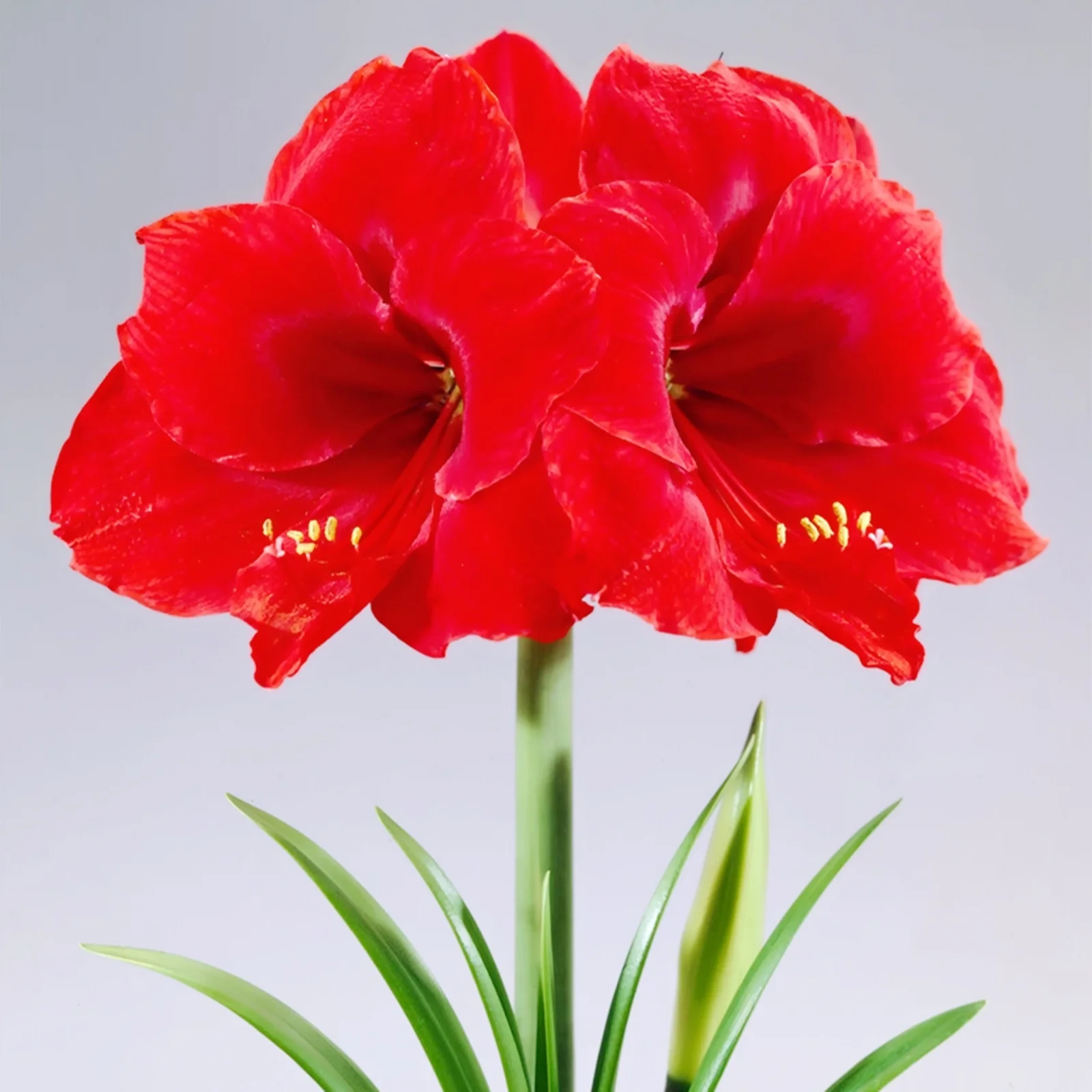 Amaryllis Bulbs, Are A Excellent Choice For Gardeners, Amaryllis Plant, Beautiful Large Flowers,Amaryllis Bulbs For Planting Outdoors, Make Beautiful Cut Flowers. Amaryllis Bulbs For Planting,