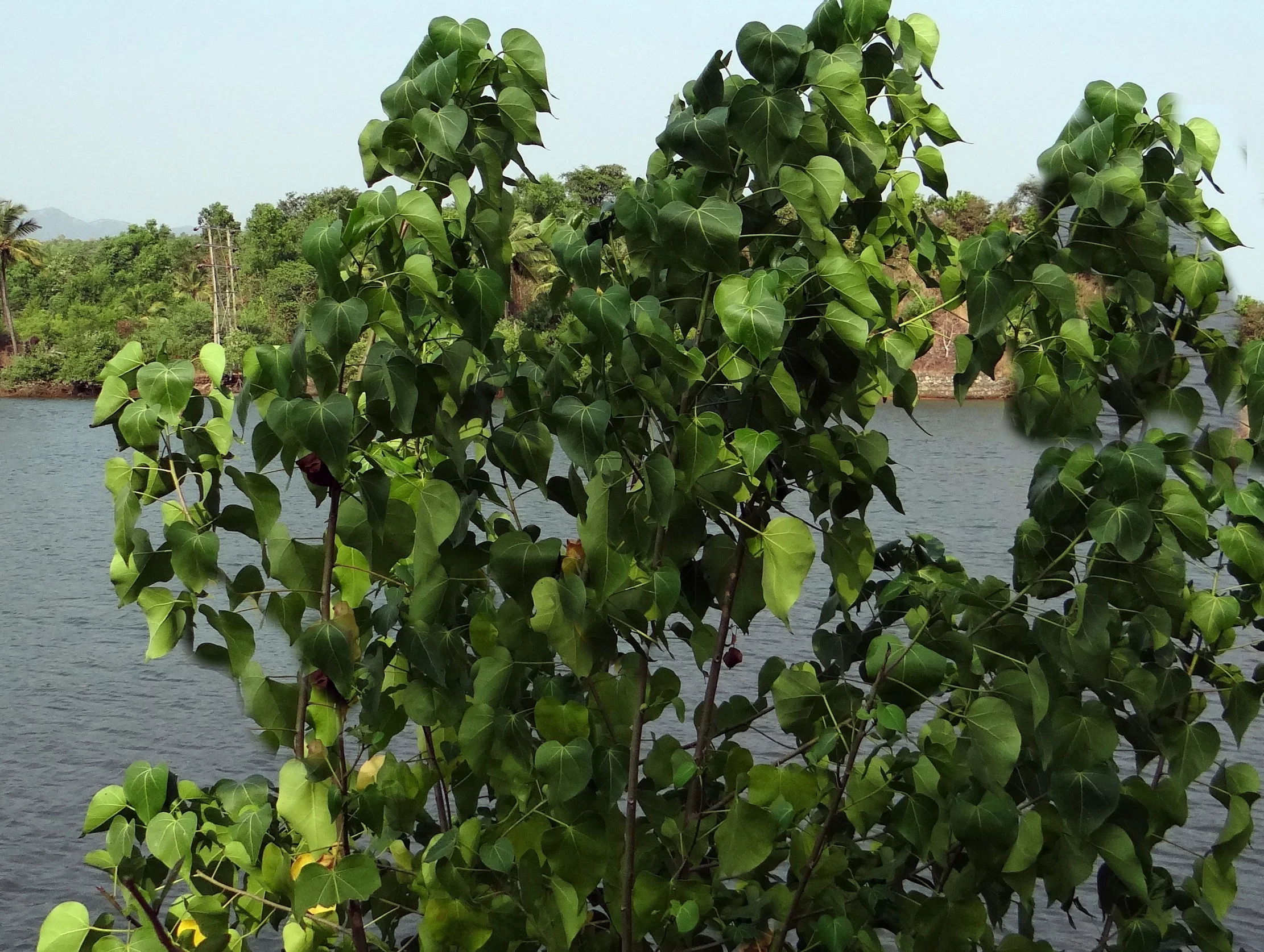 SEEDS = =Thespesia populnea- 20 Seeds-Tropical Evergreen-Yellow Blooms - Portia Flower Tree- Container Gardening= Serendipity Seeds