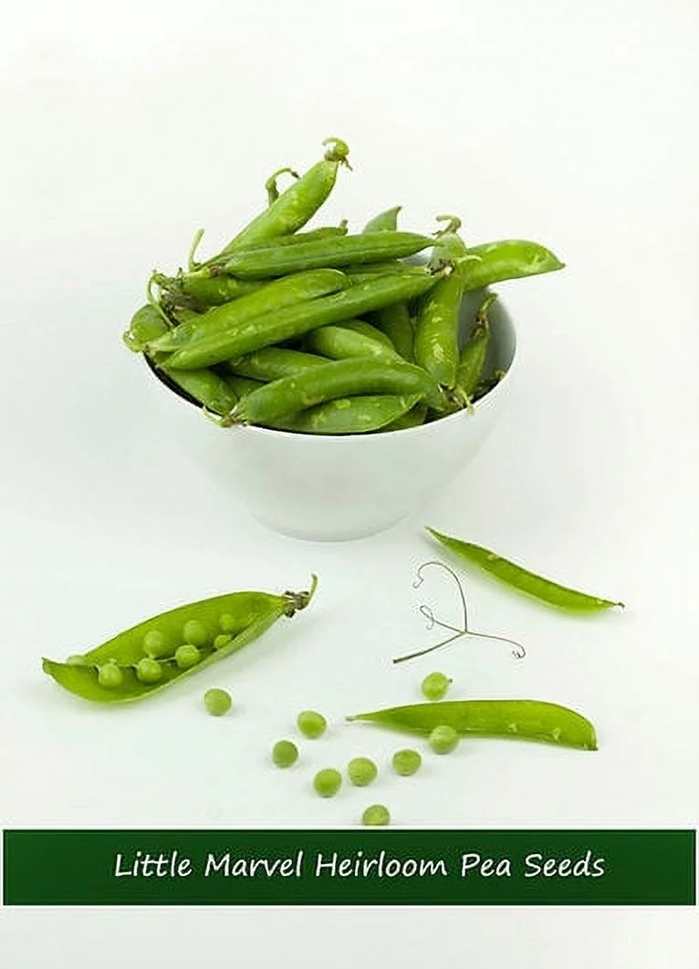 Vegetable Seeds- Little Marvel Shelling Pea- 100 Heirloom-Seeds- Cool Weather Spring or Fall - Use Fresh Frozen-Great in Salads= Serendipity Seeds