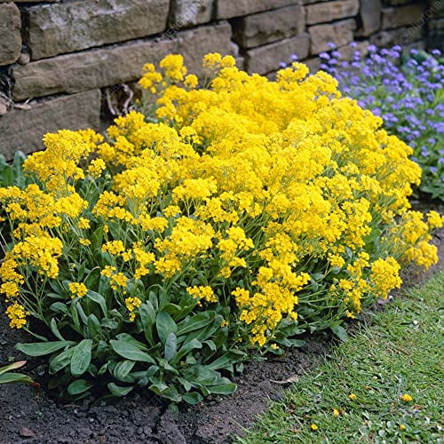 CHUXAY GARDEN Yellow Arabis-Rock Cress,Aurinia Saxatilis,Basket of Gold 100 Seeds Mulch The Lawn Striking Landscaping Plant