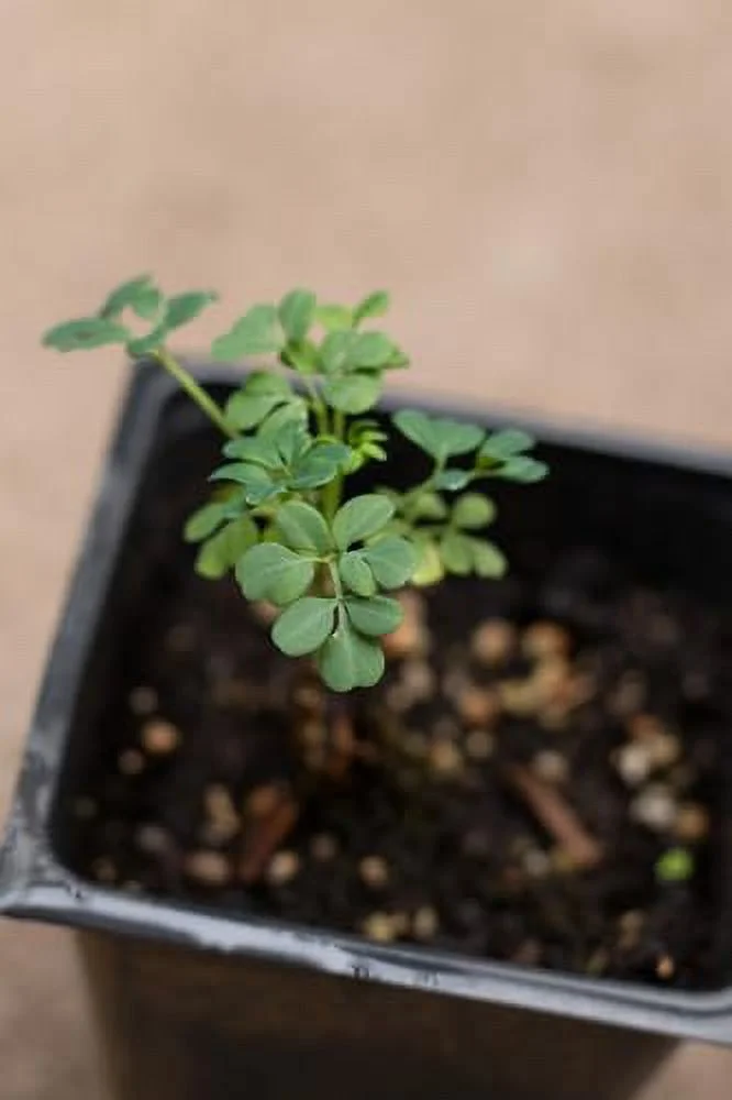 Rue Plant, (Ruta graveolens) 2.5-inch Pot