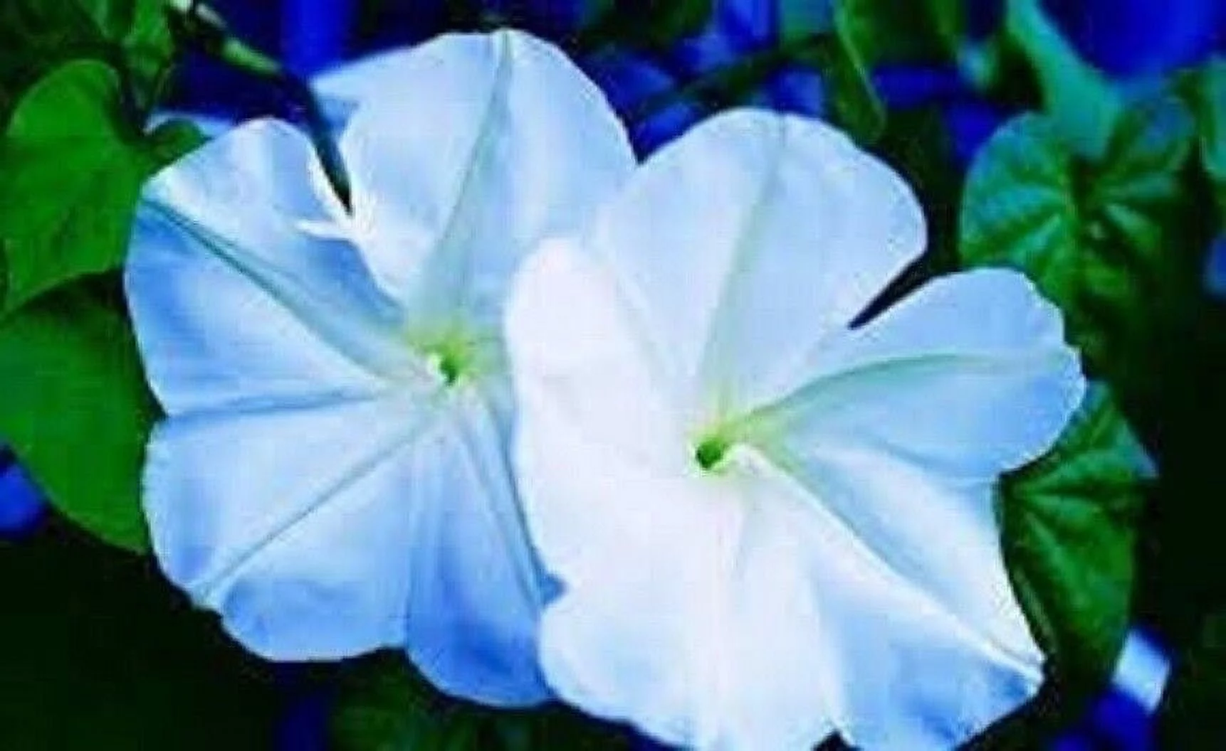 Moonflower Seeds | 20 Pack | Blooms at Night, Reflects Moonlight