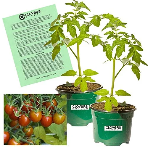 Clovers Garden Grape Tomato Plant– Two (2) Live Plants – Not Seeds – Each 5