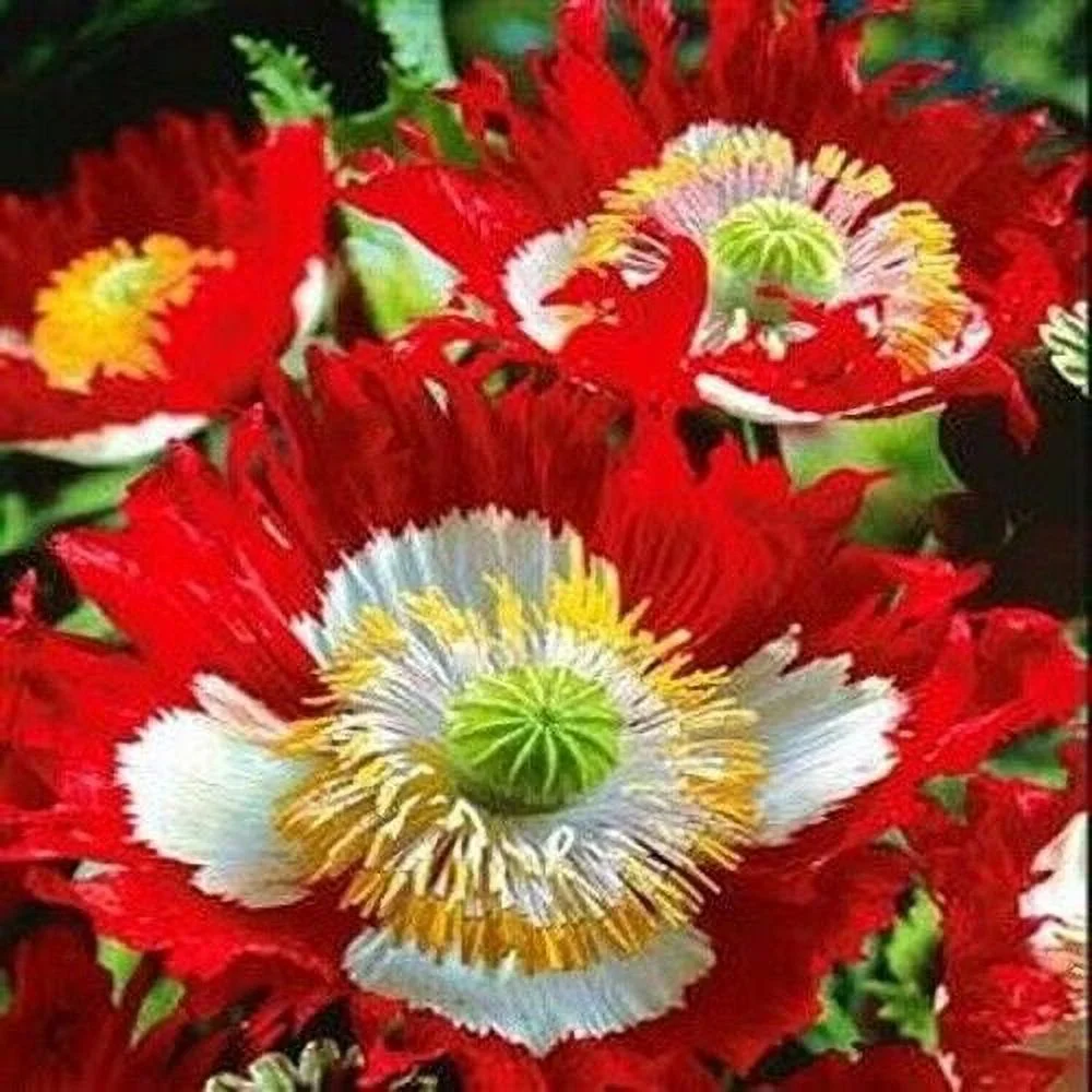 Poppy DANISH FLAG 1000 Seeds