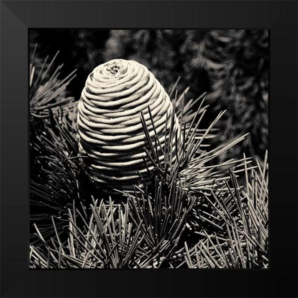 Horsfall, Gary 12x12 Black Modern Framed Museum Art Print Titled - Spruce Cone
