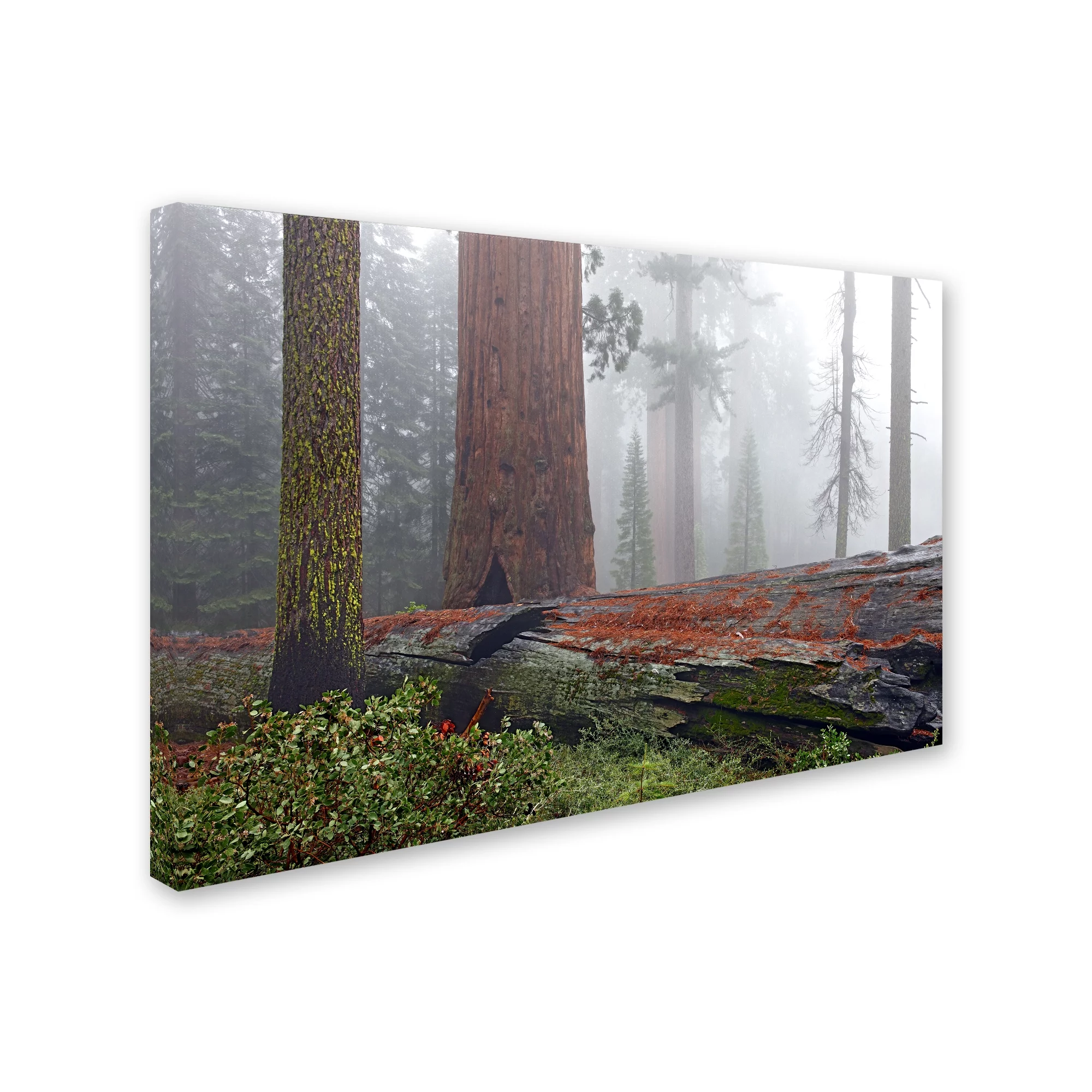 Trademark Fine Art 'Sequoia Fallen Giant' Canvas Art by Mike Jones Photo