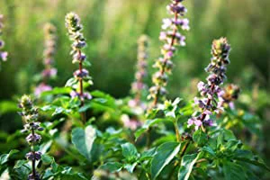 Green Tea Tulsi Chai Bhakti Chai Artisan Blend of Green Tea Tulsi,Ginger & Spices (6 Canisters) 16 Silk Pyramid Bags Each