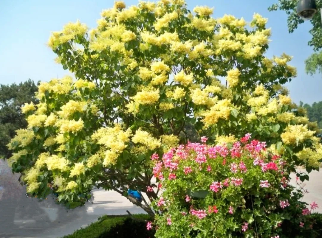 50 Yellow Lilac Seeds Extremely Fragrant Japanese Tree Lilac Shrub Syringa Vulgaris