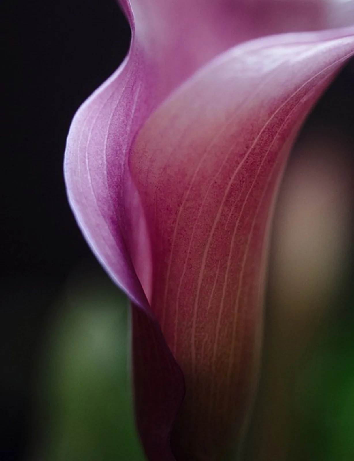 Calla Bulbs Large Bulbs for Planting - Perennial, Trumpet Shaped Flowers, Calla Lily  | Summer Flower Bulbs, Easy to plant