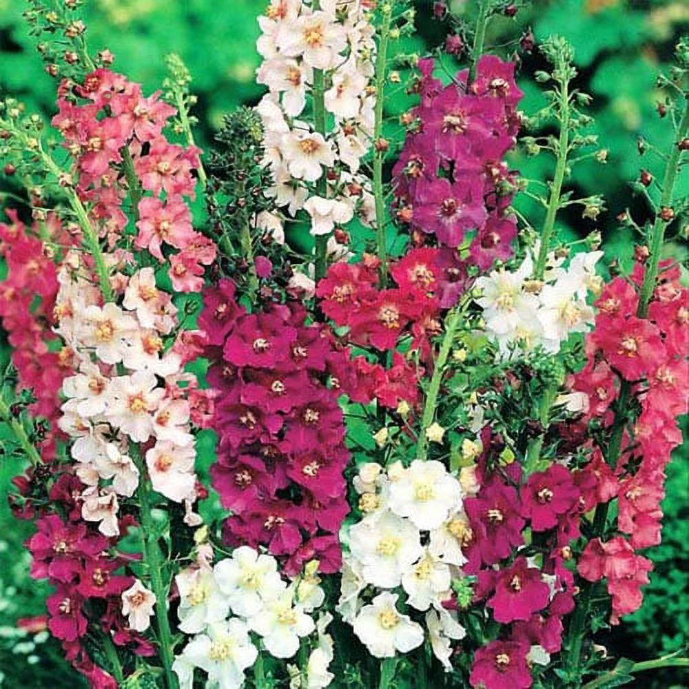Outsidepride Verbascum Mix - 10000 Seeds