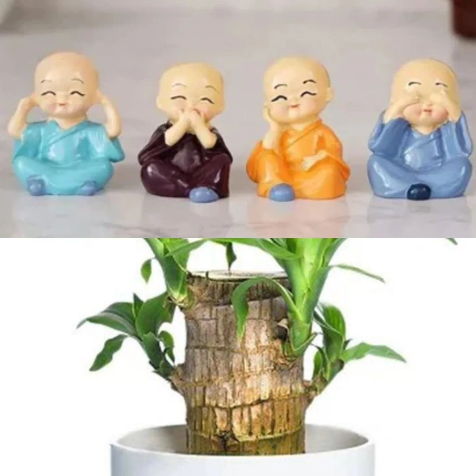 Brazilian Wood,Brazilian Wood Plant,Brazilian Lucky Wood Plant Pot,Large Brazilian Wood Plant,Home Decoration,Brazilian Wood For Sale(Brazilian Wood/Tray And Doll/Potted Plant)