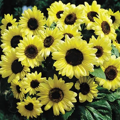 Sunflower Seeds for Planting - Valentine Sunflower Seeds - UNTREATED - 250 Seeds