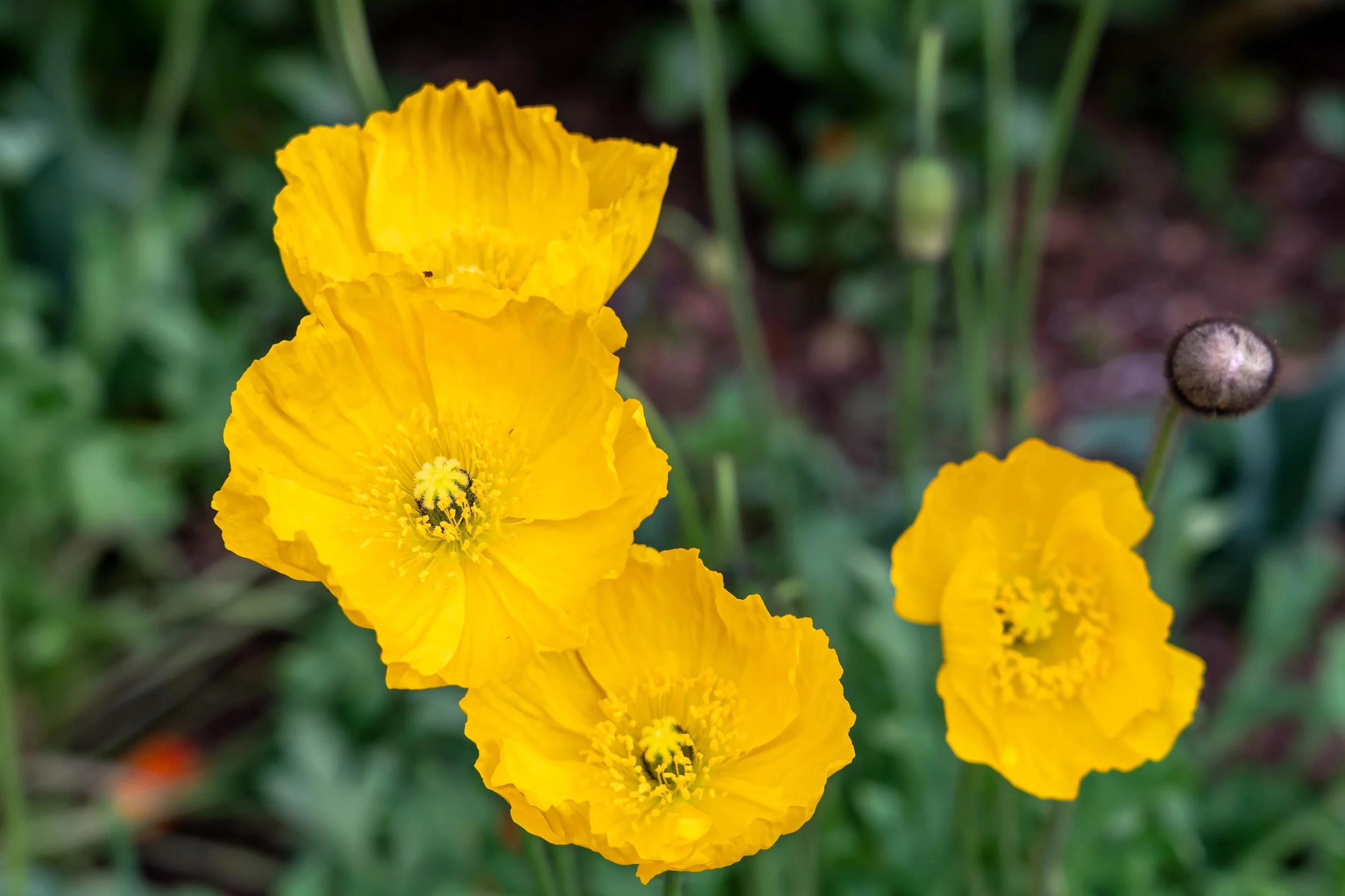 20 Seeds Yellow WELSH POPPY Meconopsis Papaver Cambricum Perennial Shade Flower Seeds