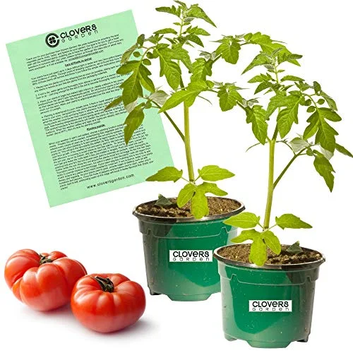 Clovers Garden Big Beef Tomato Plant- Two (2) Live Plants – NOT Seeds – in 3.5 Inch Pot