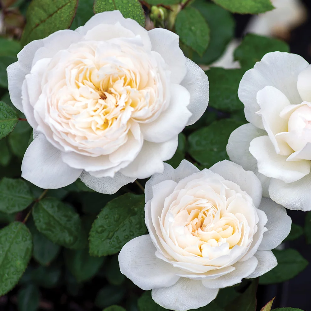 Heirloom Roses - Bolero Rose Bush - White Floribunda Rose Plants