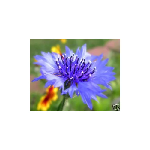 Centaurea Bachelors Button Blue Boy Nice Garden Flower by Seed Kingdom 1 Oz Seeds