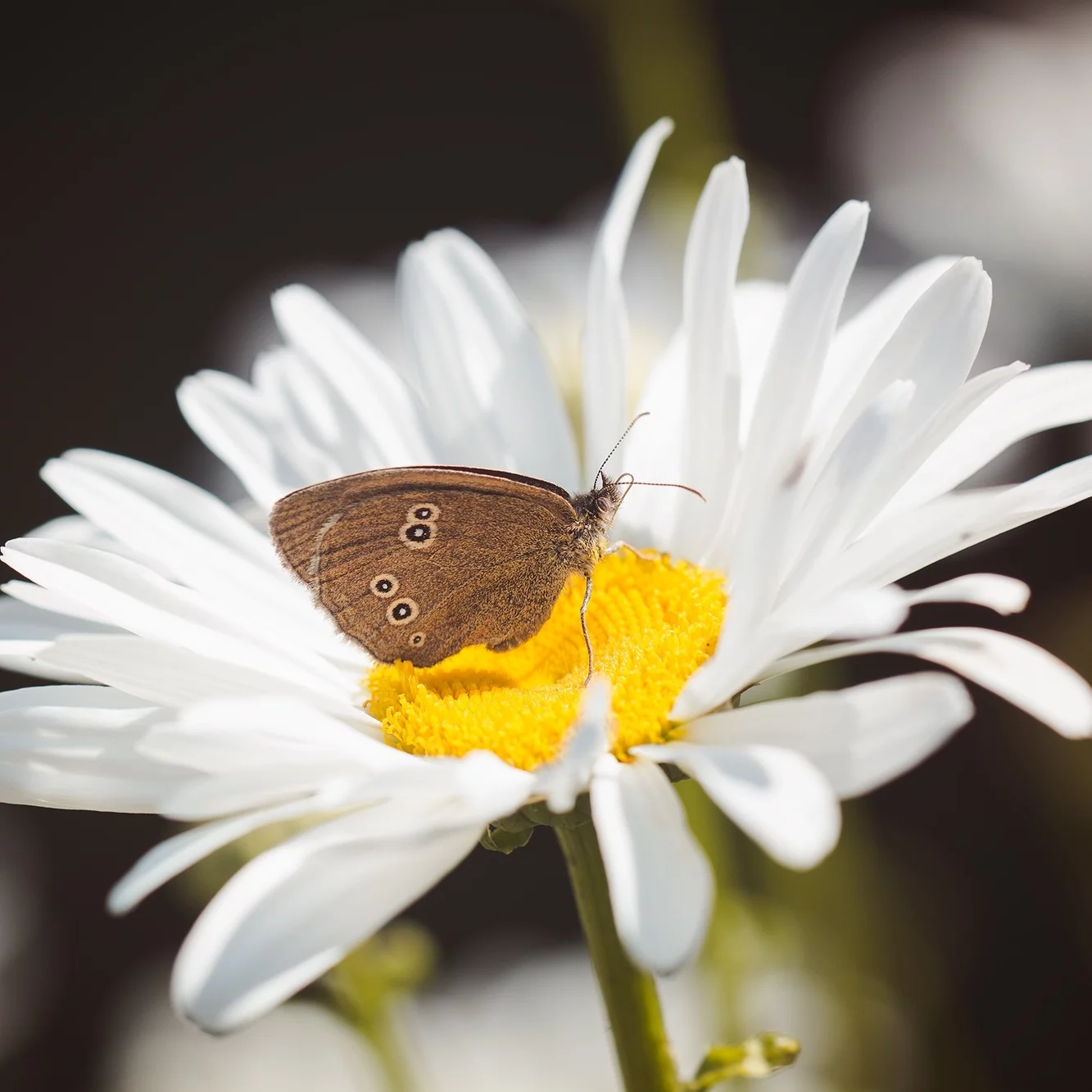 Earthcare Seeds - Shasta Daisy Alaska 700 Seeds (Chrysanthemum Maximum) Heirloom - Open Pollinated