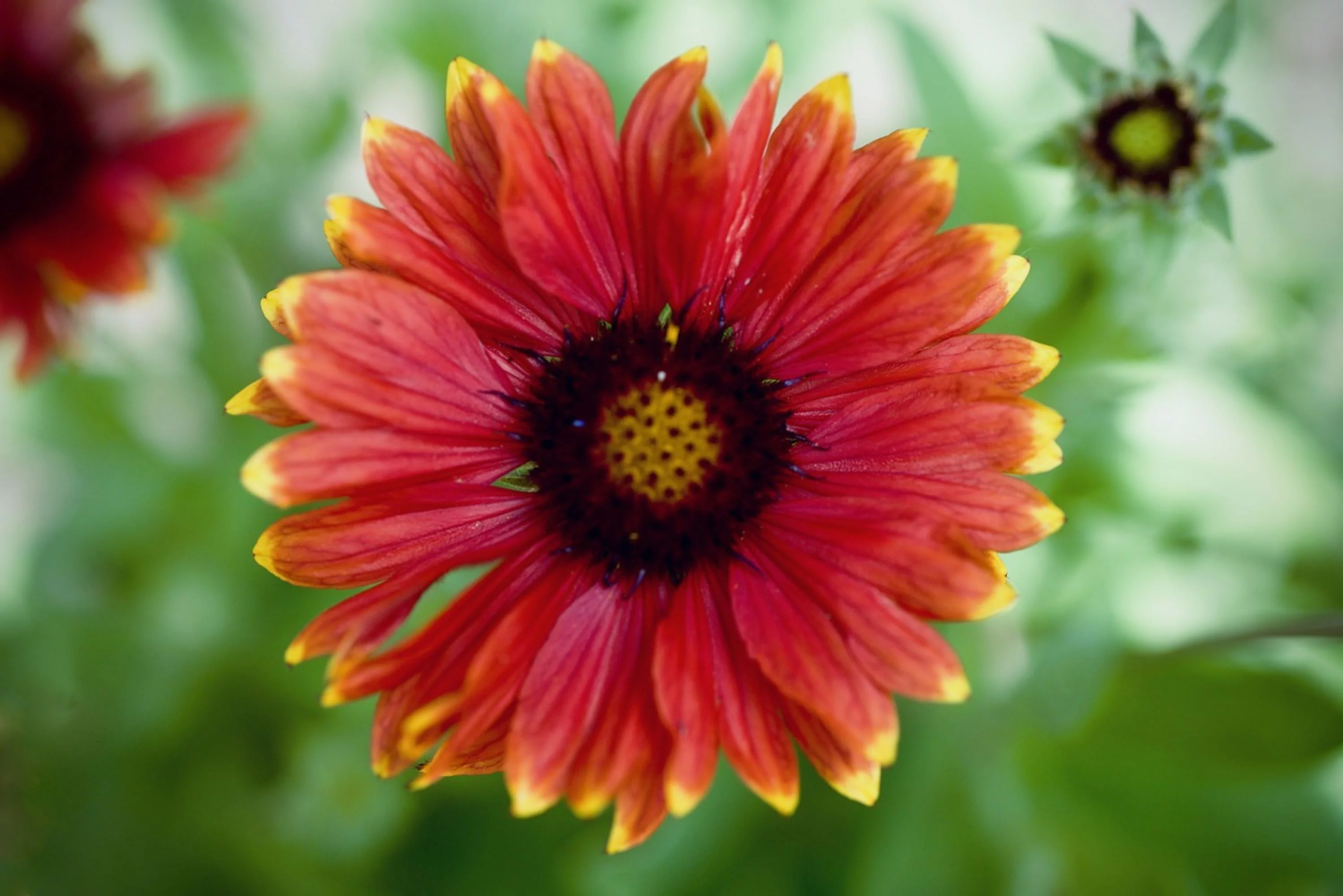 Great Blanket Flower Seeds/ Perennial/ Full Sun/1125 Seeds 1/8 oz / Zellajake Farm and Garden - B82
