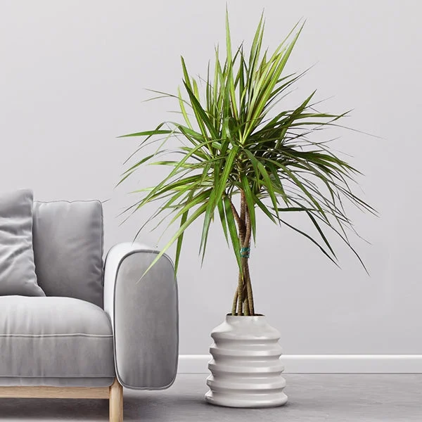 Brighter Blooms - Braided Madagascar Dragon Tree, 2-3 ft. - No Shipping To AZ