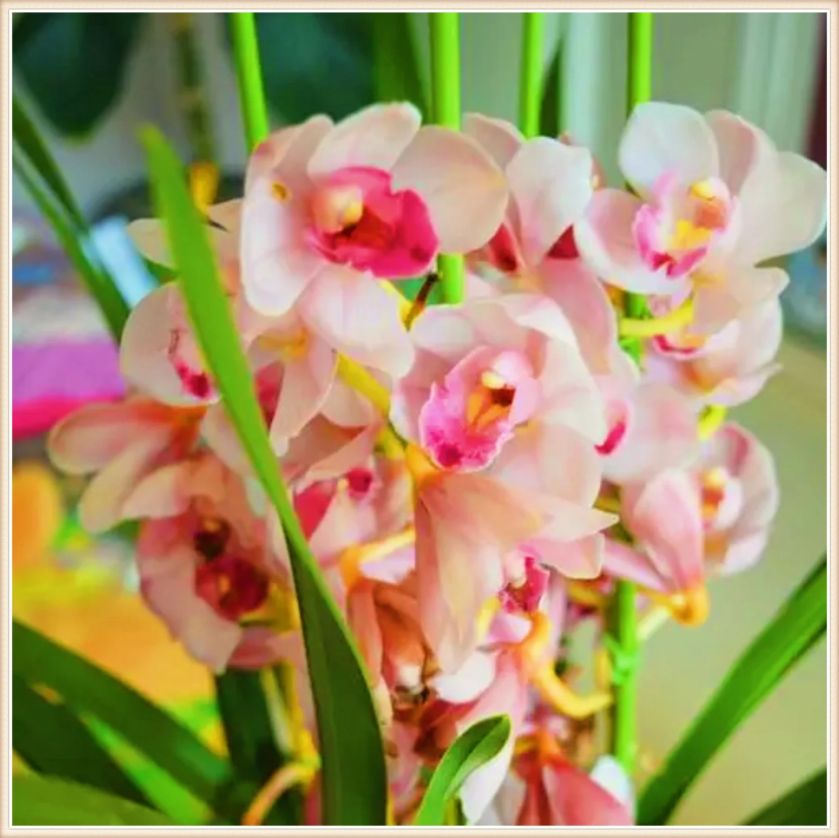 Cymbidium Bulbs For Sale Cymbidium Bulbs Cymbidium Bulbs Bulk Cymbidium Plants Cymbidium Bulbs For Palting Cut Flowers Bonsai Plant