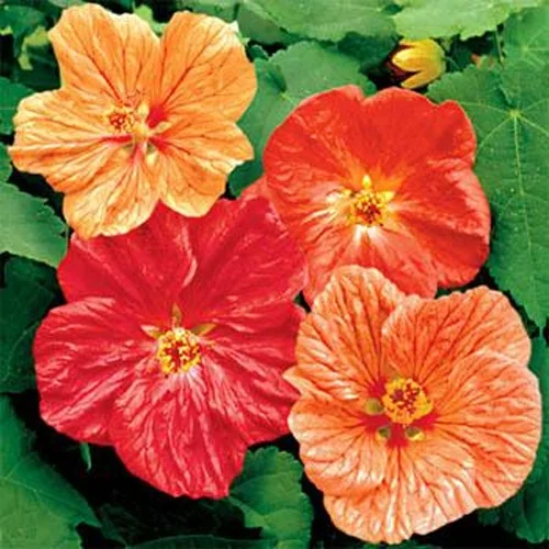 Outsidepride Abutilon Seeds Mix - 2000 Seeds