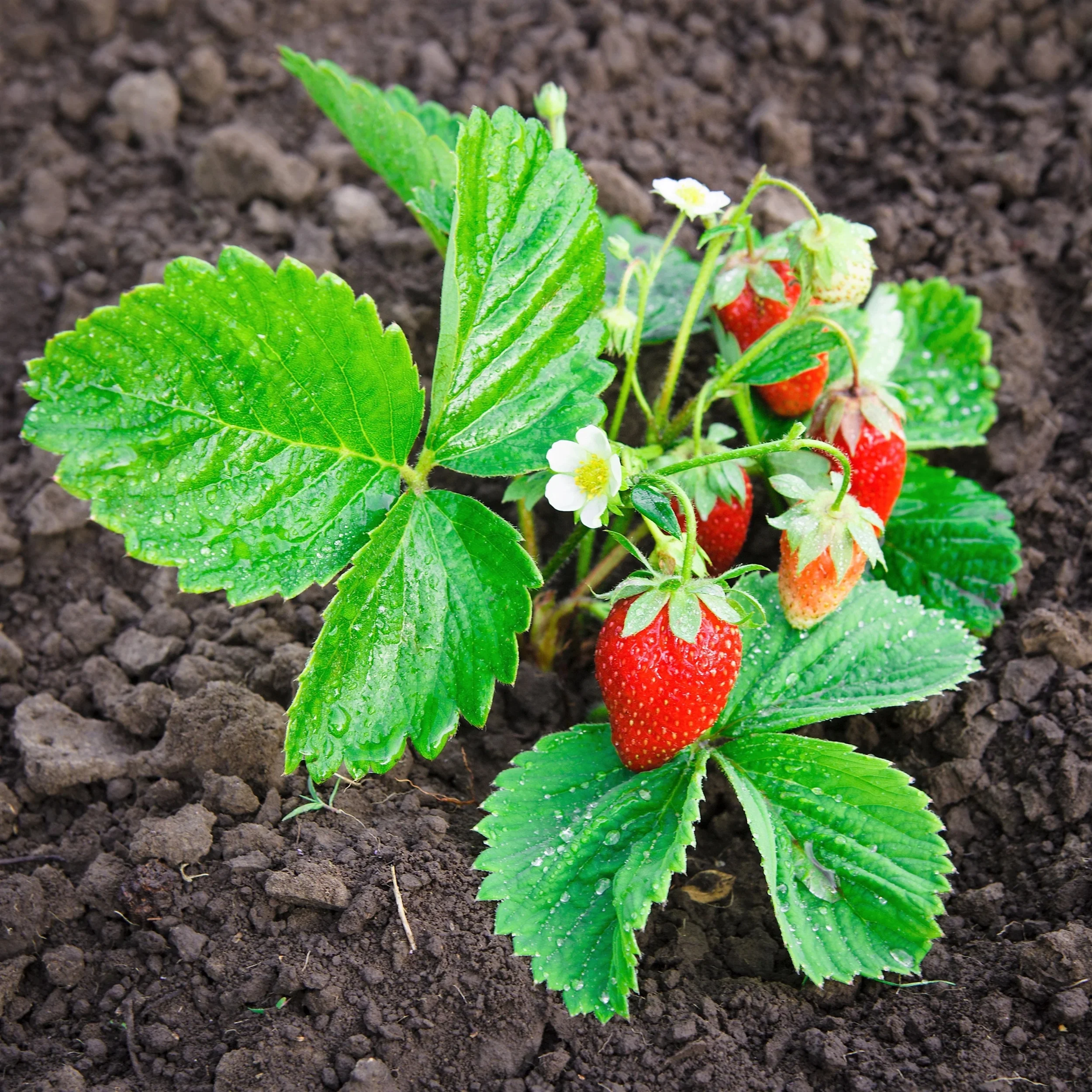 60 Seeds RUEGEN STRAWBERRY Everbearing Alpine Fragaria Vesca Red Berry Fruit White Flower Seeds