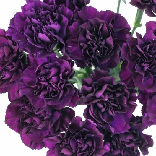30+ CARNATION GRENADIN KING OF THE BLACKS / FRAGRANT PERENNIAL FLOWER SEEDS