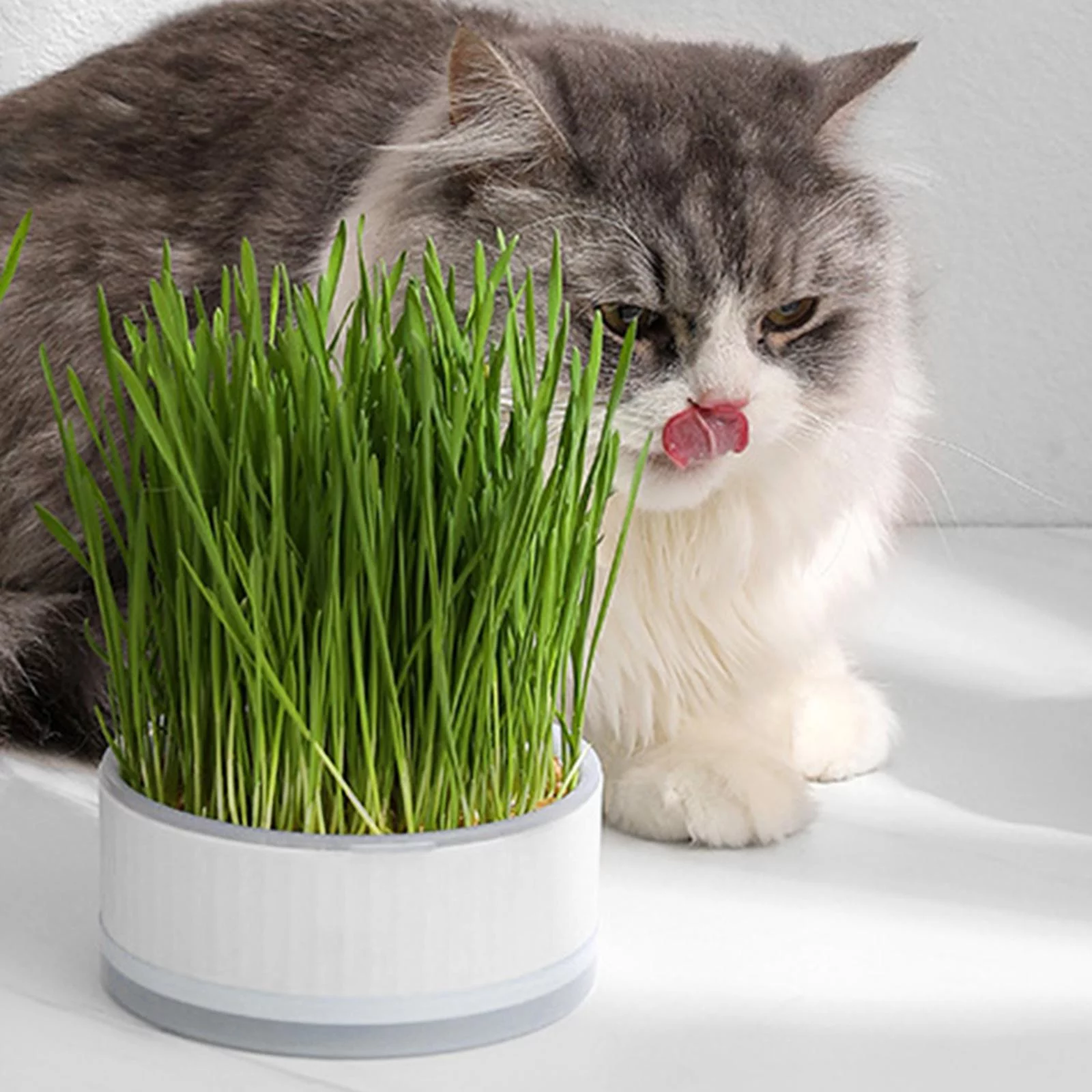 Cats Plants Trays for Seedling Planting Garden White