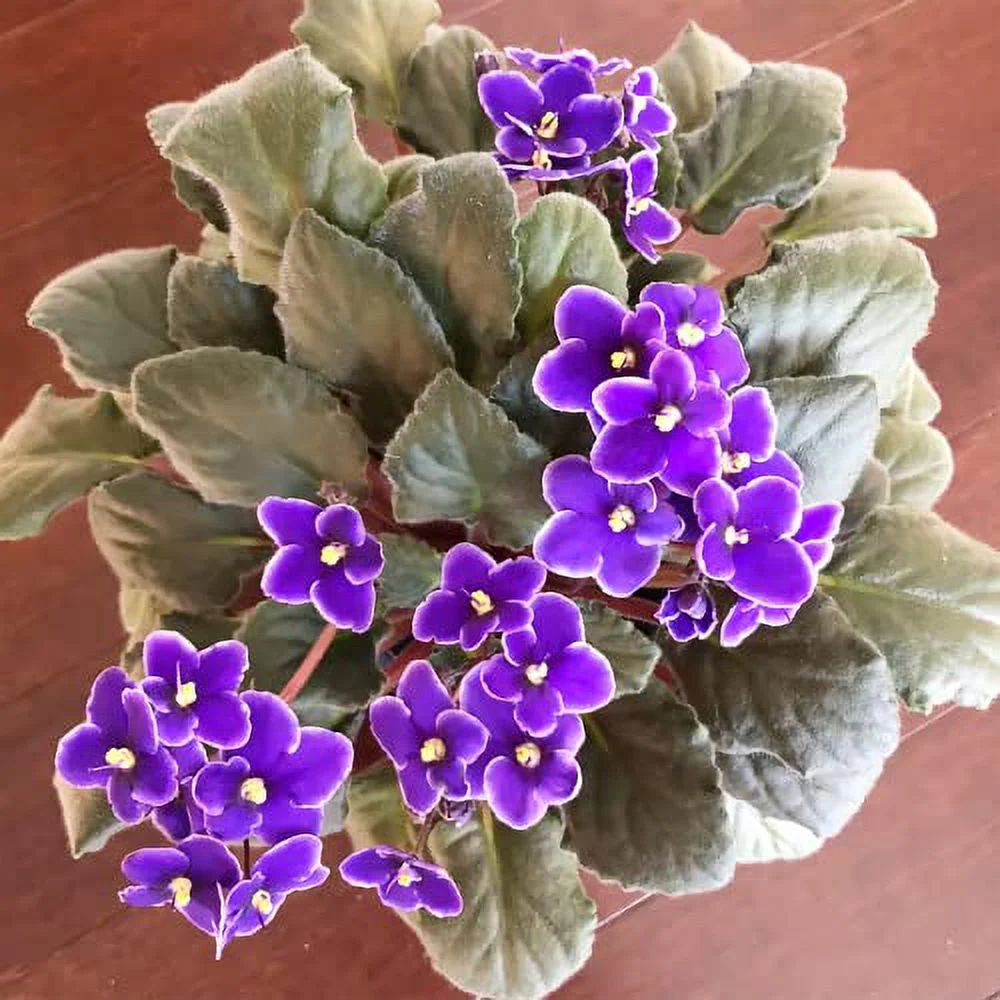 YEGAOL Garden 100Pcs Mixed Color Violet Seeds African Violet Perennial Flower Seeds GMO Free Long Live Attracts Butterflies Containers Potted Indoor
