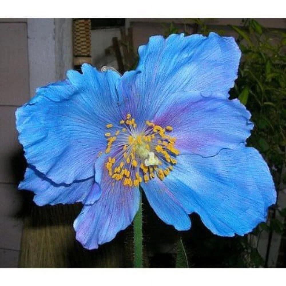 Lingholm Blue Himalayan Poppy 20 Seeds - Meconopsis - Hardy Perennial