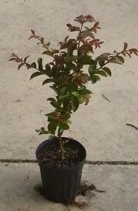 Crape Myrtle Trees - Box of 4 Trees - Quart Pot - Approx. 6-12 inches Tall