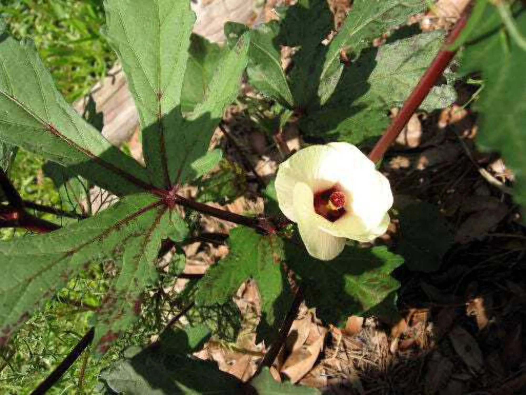 150 RED BURGUNDY OKRA Abelmoscgus Esculentus Vegetable Seeds
