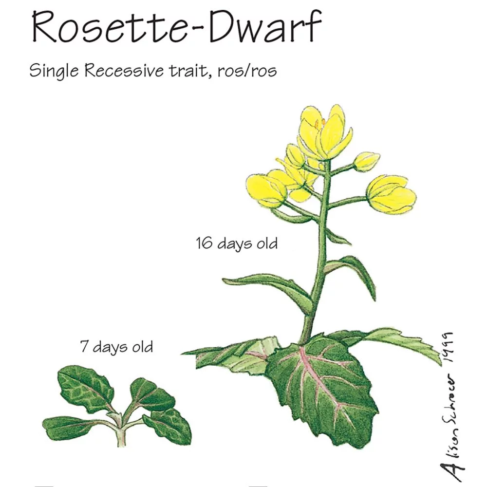 Wisconsin Fast Plants Rosette-Dwarf Seed (Rosette), Pack Of 50
